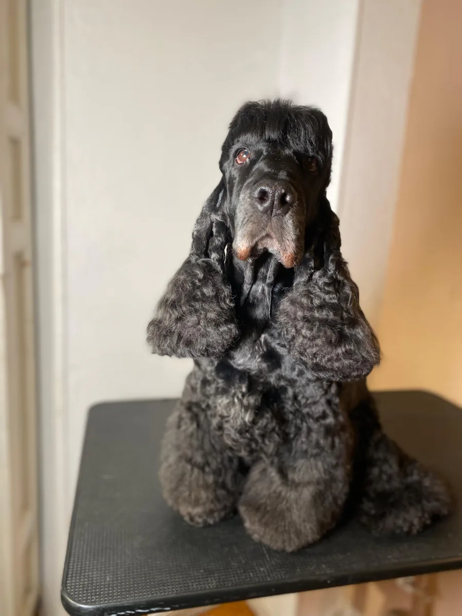El cocker negro terminado, sentado en la mesa