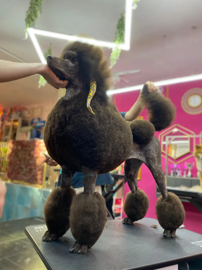 Caniche gigante marrón de perfil, con corte continental de exposición