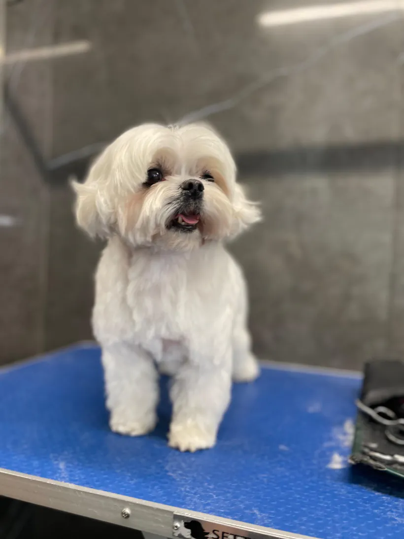 Bichón maltés blanco de pie sobre la mesa