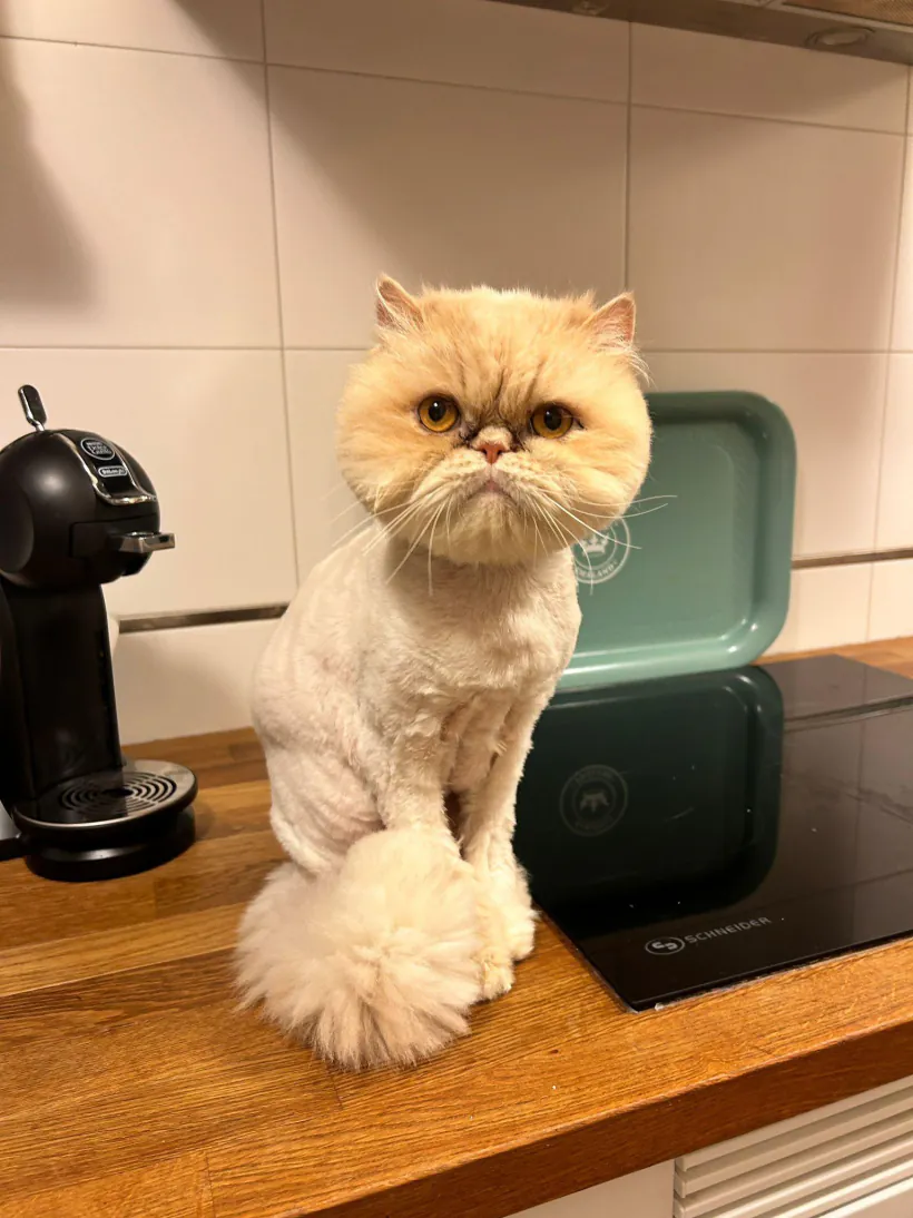 Gato persa crema sentado, con corte león