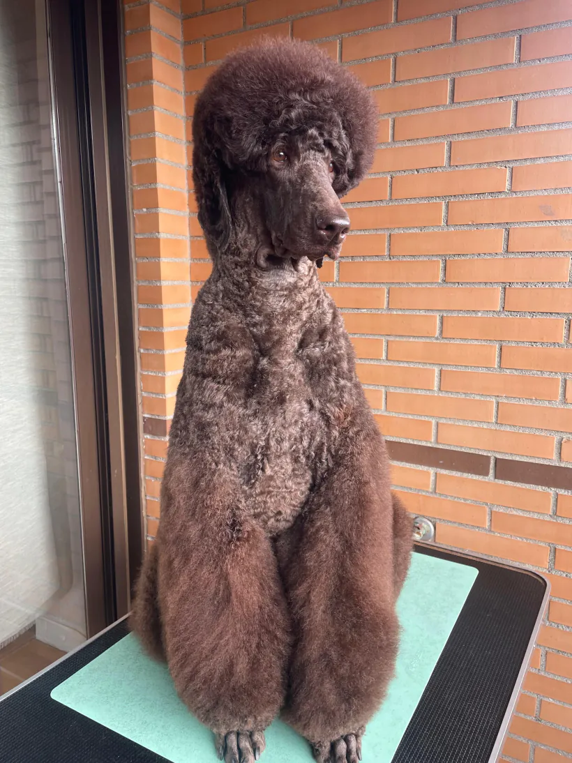 Julieta, caniche gigante marrón, sentada con el moño hecho