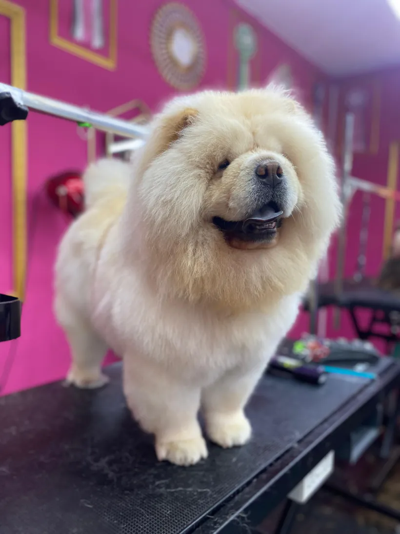 Chow chow crema sobre la mesa