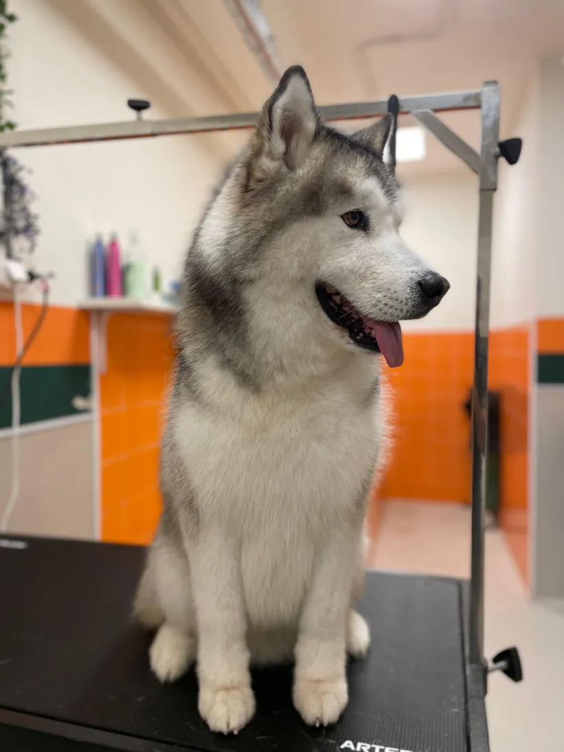 Husky sentado sobre la mesa