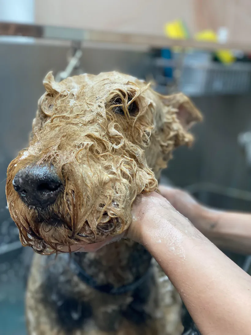 Airedale enjabonado en la bañera