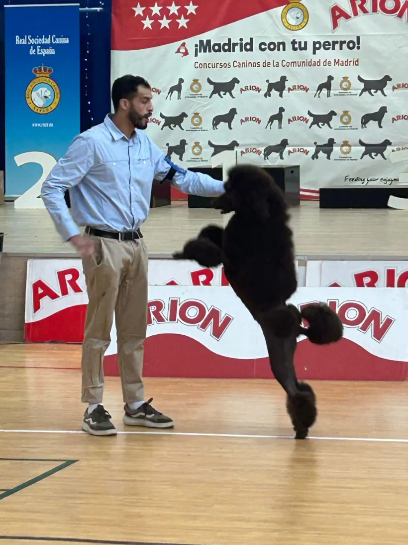 Álvaro presentando a Julieta al trote en un ring de exposición